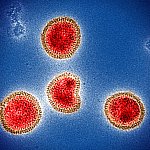 Colorized electron micrograph of circular influenza B virus particles