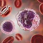 Lymphocyte left and monocyte right surrounded by red blood cells