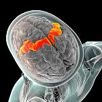 Top view of human brain illustration showing a thin band descending on either side.