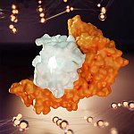 Human leukocyte antigen B (HLA-B) interacts with a segment from SARS-CoV-2.