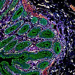 Cross section of human intestinal cells.