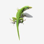 Male green anole lizard on white background.