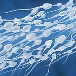 3D illustration of sperm swimming toward an egg