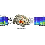 Left, an auditory spectrogram of the original song, with the words “all in all it was just a brick in the wall” marked along the ten-second timeline. At center is a brain illustration with yellow and red dots highlighting parts of the brain that showed ne