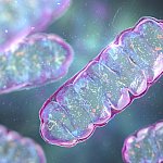 Pill-shaped mitochondria with folded internal structures.