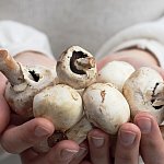 Hands holding a bunch of fresh mushrooms.