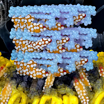 Illustration of parallel AmB molecules with many sterols bound to them and others rising from the cell membrane below.