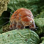 High-resolution image of a tardigrade, or water bear.