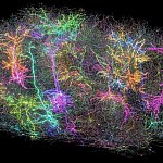 Colorful image of numerous interconnected cells in the mouse brain.