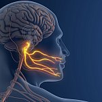 3D illustration of nerves in cheek.