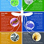 Mosquito carried diseases Infographic