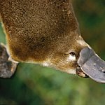 Duck-billed Platypus