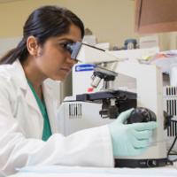 A female researcher looks through a microscope