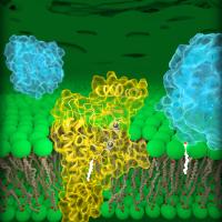 Molecular view of DHHC palmitoyltransferases