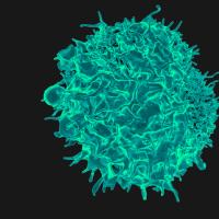 Microscopic image of a lymphocyte.