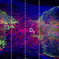 Microscope image of axons growing across a spinal cord injury