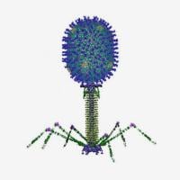 Antigens on T4 phage capsid