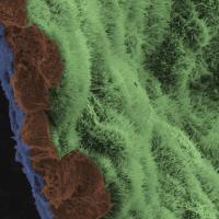 Polarized RPE monolayer on biodegradable scaffold.