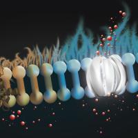 Illustration of the lining of the lung surface 