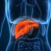 Illustration highlighting human liver in torso