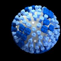 Influenza virus