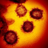 Novel Coronavirus SARS-CoV-2