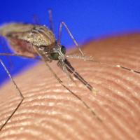 Anopheles gambiae mosquito on human skin