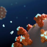 Miniproteins binding coronavirus spikes