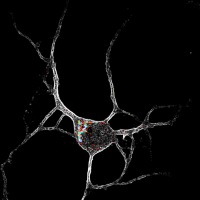 Neuron with 5-HT2A receptors inside