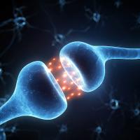 3D illustration of synapse and neuron cells sending electrical chemical signals3D illustration of synapse and neuron cells sending electrical chemical signals