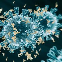 Illustration of SARS-CoV-2 surrounded by antibodies