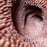 3d illustration of villi in the intestine