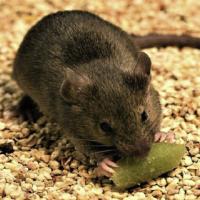Photograph of a mouse eating a piece of bait