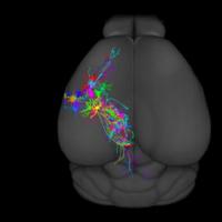 Neurons depicted in different colors that spread across the brain