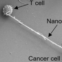 Nanotubes between cells