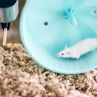White pet mouse running on an exercise wheel in its cage