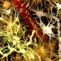 Illustration of various cells within the brain