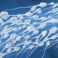 3D illustration of sperm swimming toward an egg
