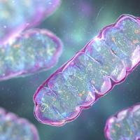 Pill-shaped mitochondria with folded internal structures.