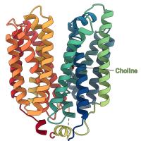 Diagram of FLVCR2 protein structure.