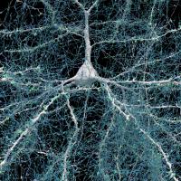 Image of a large white nerve cell with long projections that are covered with green spots (synapses) and fine webbing of blue fibers, representing axons.