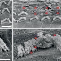 Scanning electron micrograph images show straight rows of hair-like structures in treated ears and disorganized ones in untreated ears.