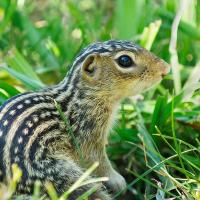 Close-up of 13-lined ground squirrel.