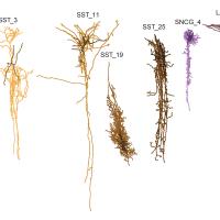 Computer generated image of six brain cells that may be harmed first by Alzheimer’s disease.