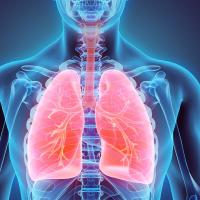 Computer generated image of healthy lungs inside a body