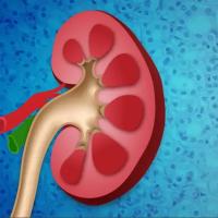 Visual of a the chambers within a kidney