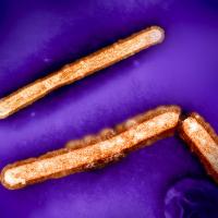 Image of three orange rod shaped H5N1/bird flu particles against a purple background.