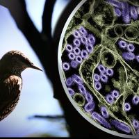 Photo of a wild bird. To the right is a colorized transmission electron micrograph of H5N1 virus particles (purple).