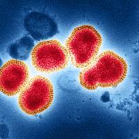 Influenza A Virus (H3N2)