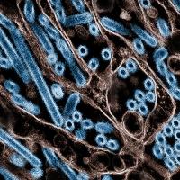 Avian Influenza A Virus (H5N1/Bird Flu)